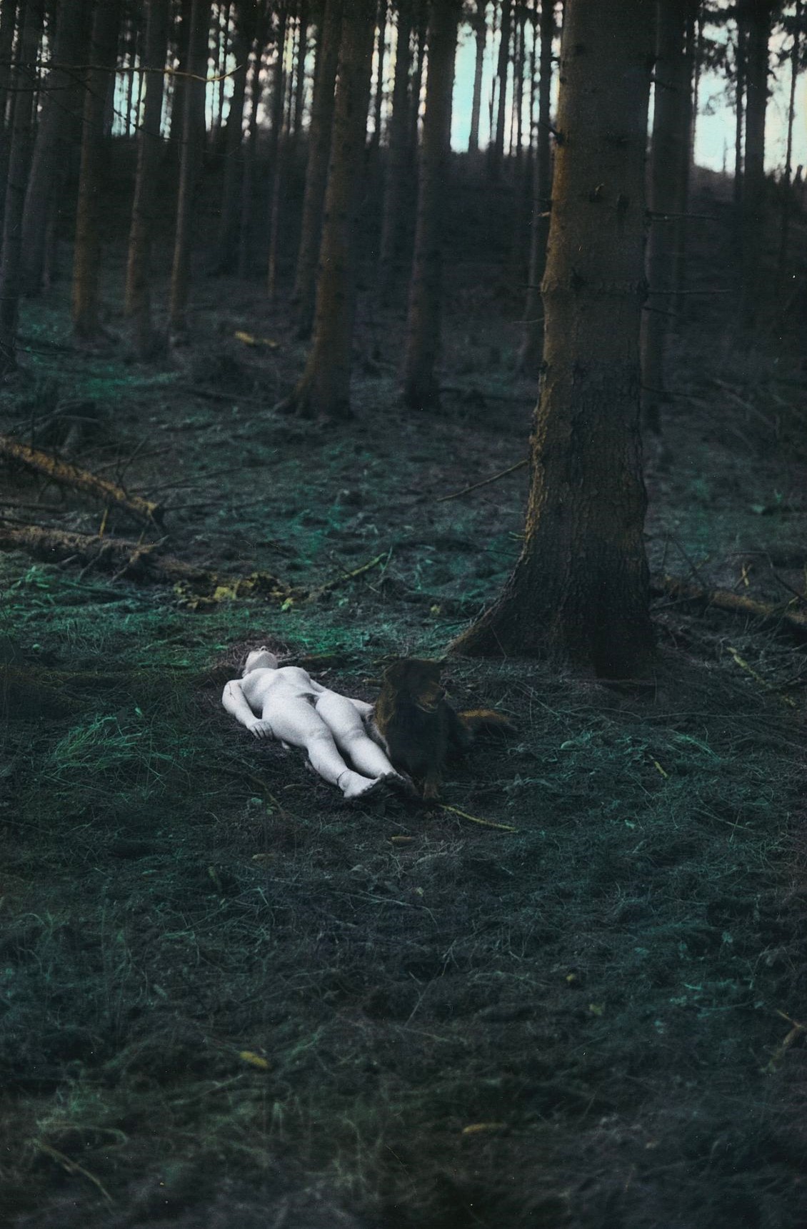 Forest Vortex